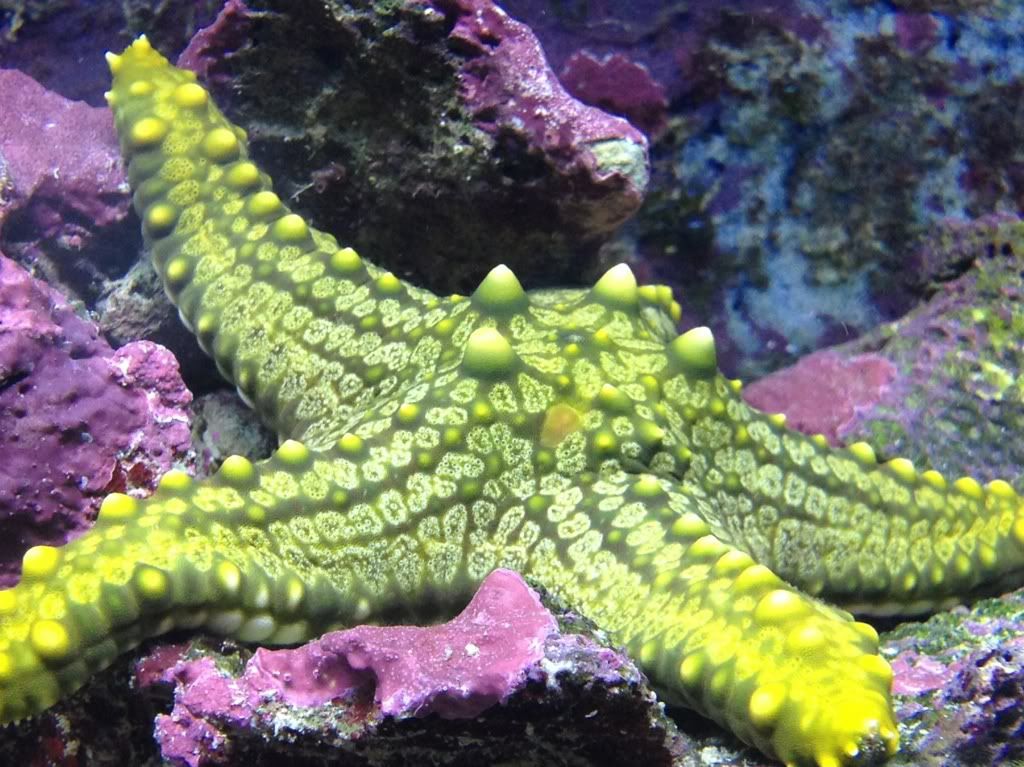 0fff9e2a - more awesome reef pics with an iphone 4s