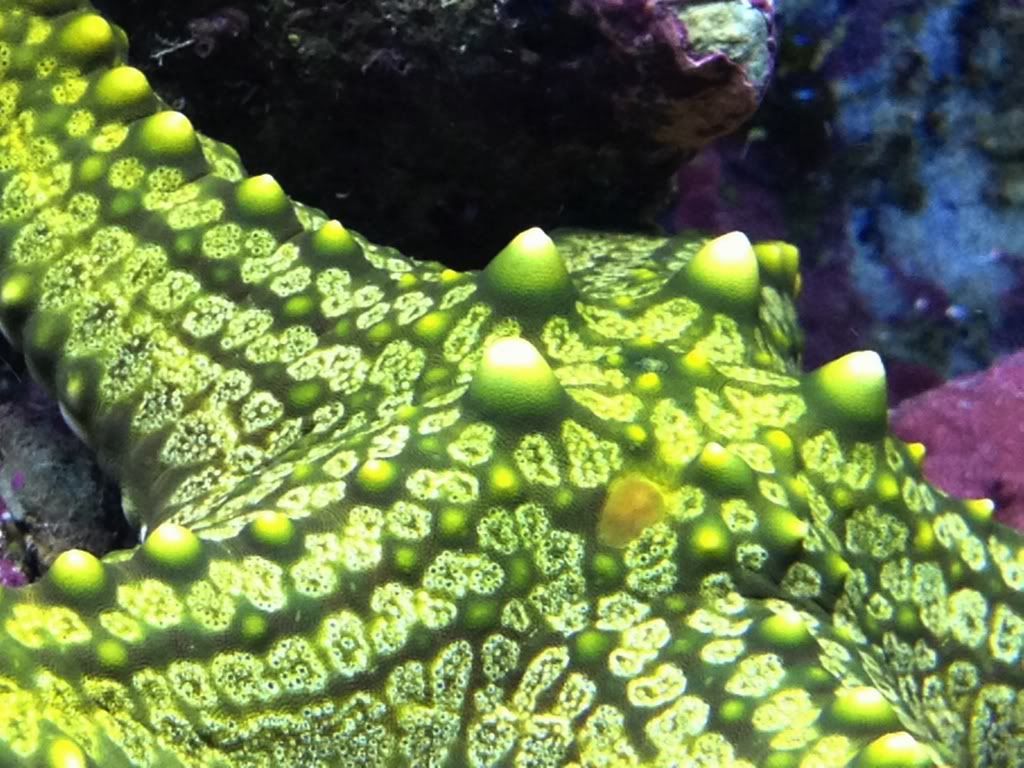 2ed5521c - more awesome reef pics with an iphone 4s