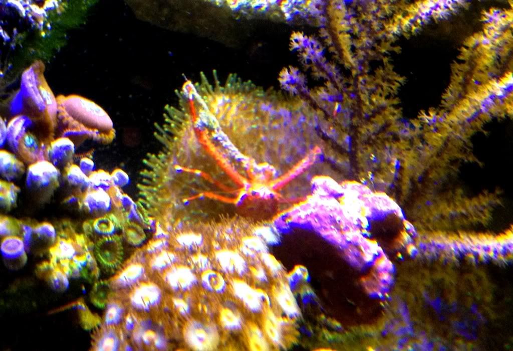 3310702c - more awesome reef pics with an iphone 4s