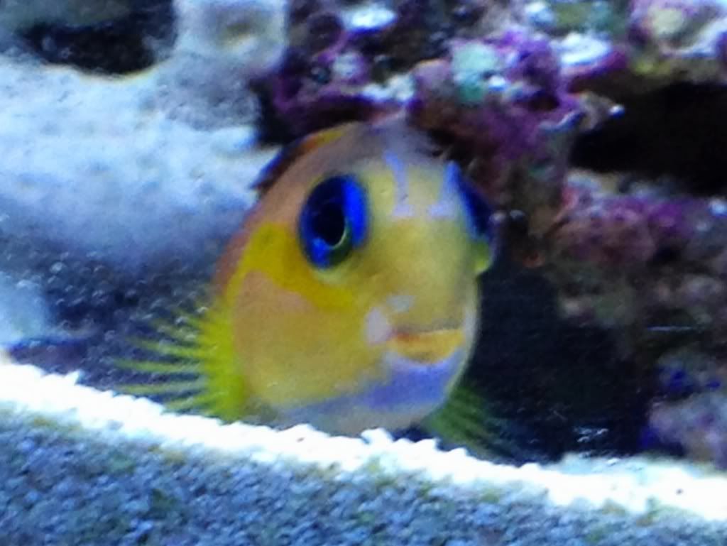 3857d68f - more awesome reef pics with an iphone 4s