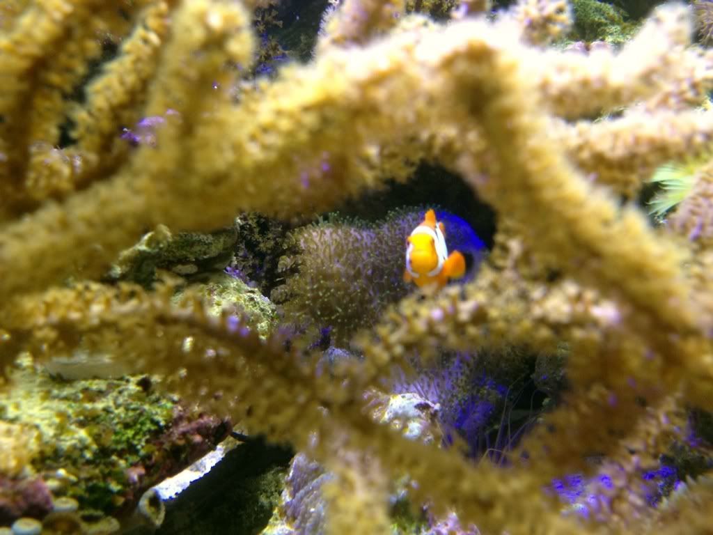 653e4ade - more awesome reef pics with an iphone 4s