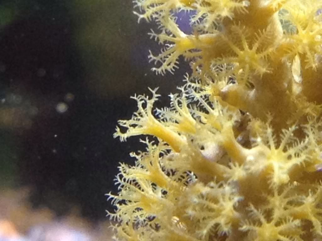 a63cefdf - more awesome reef pics with an iphone 4s