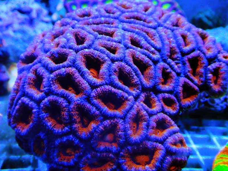 acan zpsif6boolf - Michigan Coral Expo & Swap  - Feb. 21, 2016 - Lansing, MI