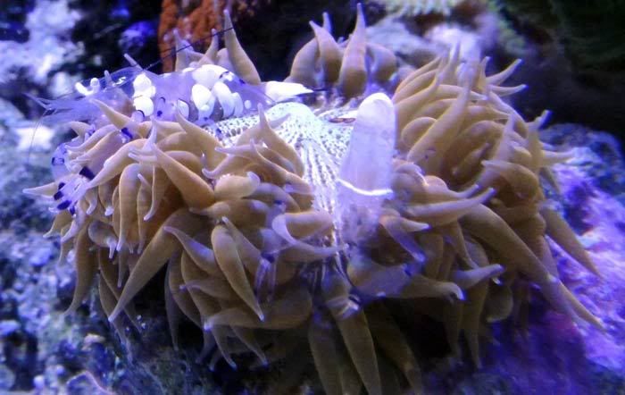 anemone shrimp1 - MMMC March Meeting @ The Trop