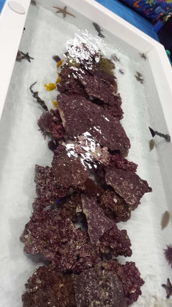 aqua expo4 zps000522f0 - Aquatic Experience - Chicago, IL  Nov. 7-9