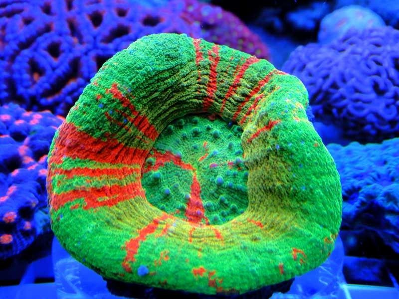 bleeding apple zpsdapqkfou - Michigan Coral Expo & Swap  - Feb. 21, 2016 - Lansing, MI