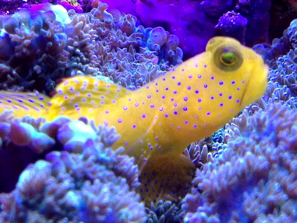 d4afbe2c - more awesome reef pics with an iphone 4s