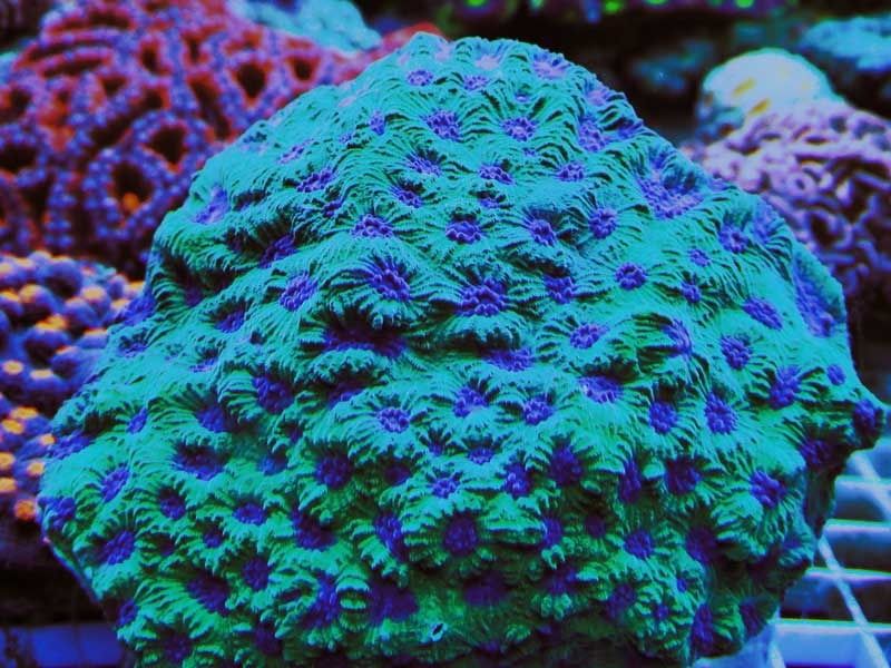 favia zpso6nlilqi - Michigan Coral Expo & Swap  - Feb. 21, 2016 - Lansing, MI