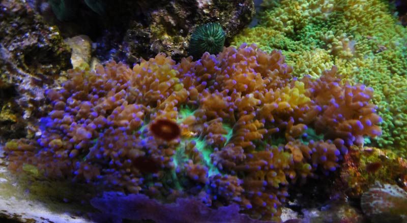 hairy shroom - Summer Swap -- Co-sponsored by Reef Paradise