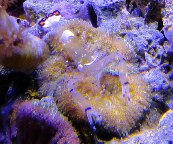 male anemone shrimp - Female Anemone Shrimp w/Eggs