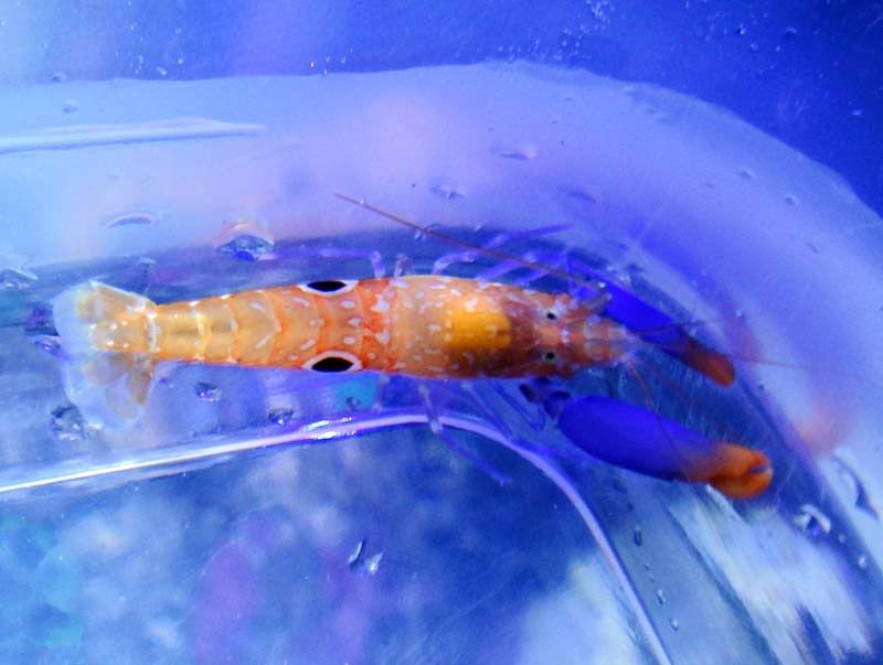 michaels shrimp 2 - Coolest Pistol Shrimp! --  Michaels Pistol Shrimp :)
