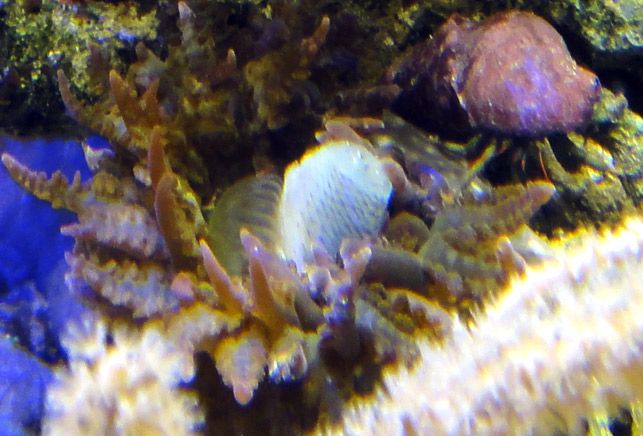 molly anemone food - Saltwater Mollies