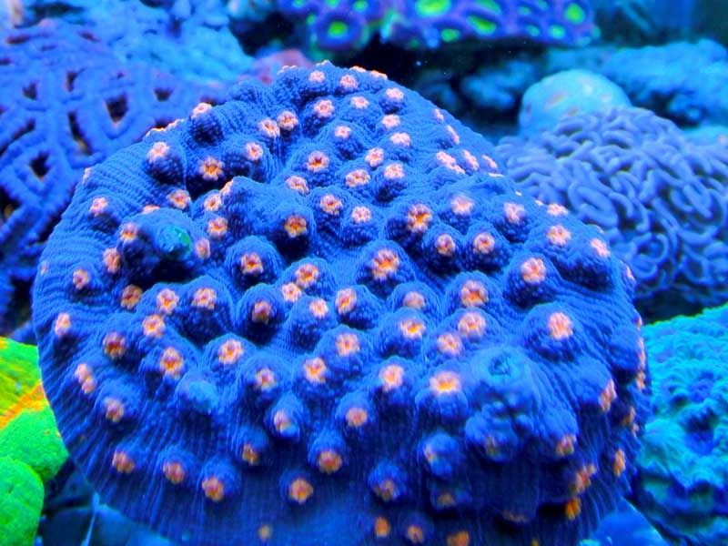 mycedium zpshp2lsl61 - Michigan Coral Expo & Swap  - Feb. 21, 2016 - Lansing, MI