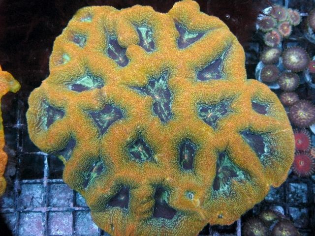 orange brain zpse061137d - 2014 Michigan Coral Expo and Swap  HUGE Raffle