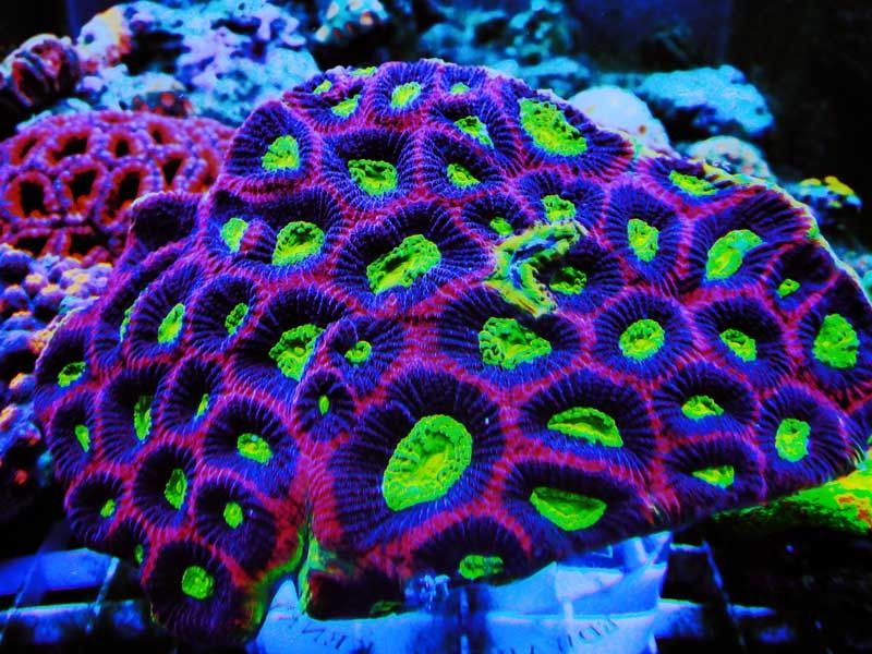 prism favia zpshu2e53ny - Michigan Coral Expo & Swap  - Feb. 21, 2016 - Lansing, MI