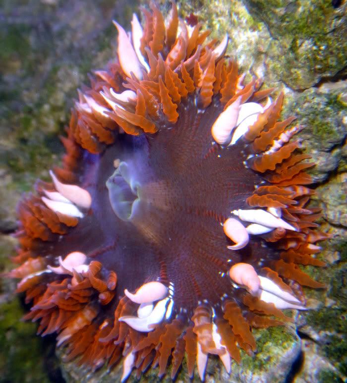 red flower anemone2 - Flower/Rock Anemone Showoff Thread