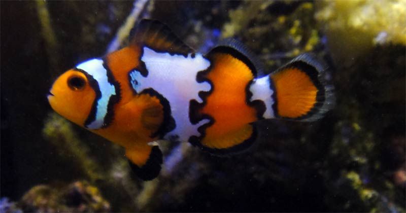 snowflake 1 - Which clownfish is more cool?