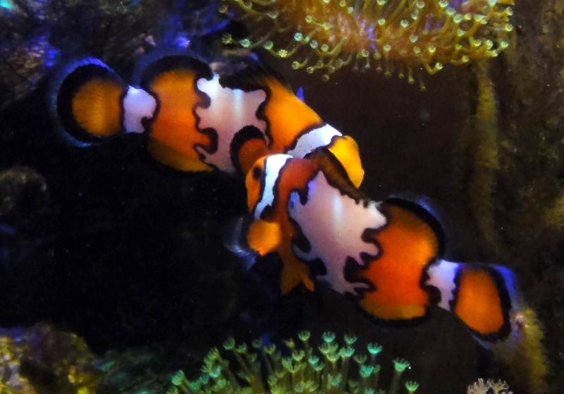 snowflake pair - Which clownfish is more cool?