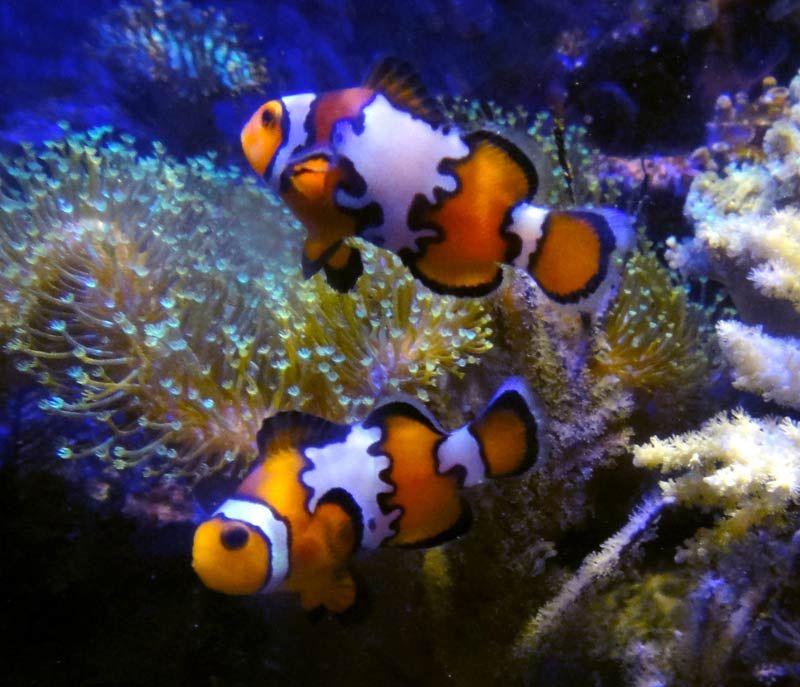 snowflake pair2 - Which clownfish is more cool?