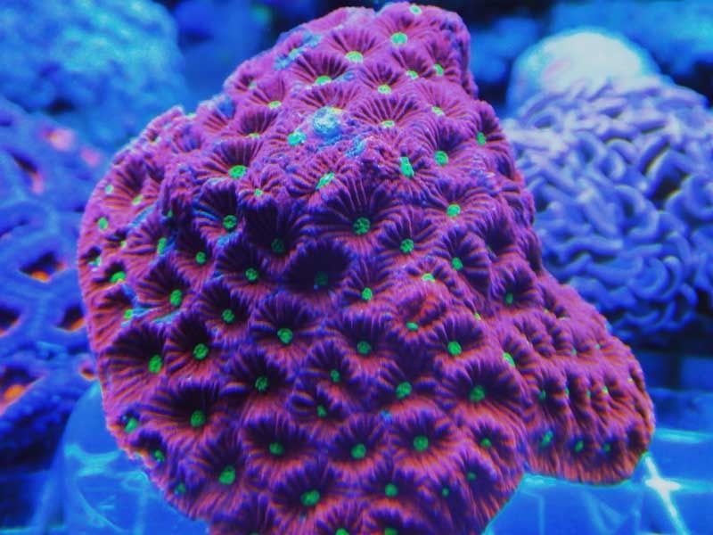 war coral zpszlwieaqa - Michigan Coral Expo & Swap  - Feb. 21, 2016 - Lansing, MI