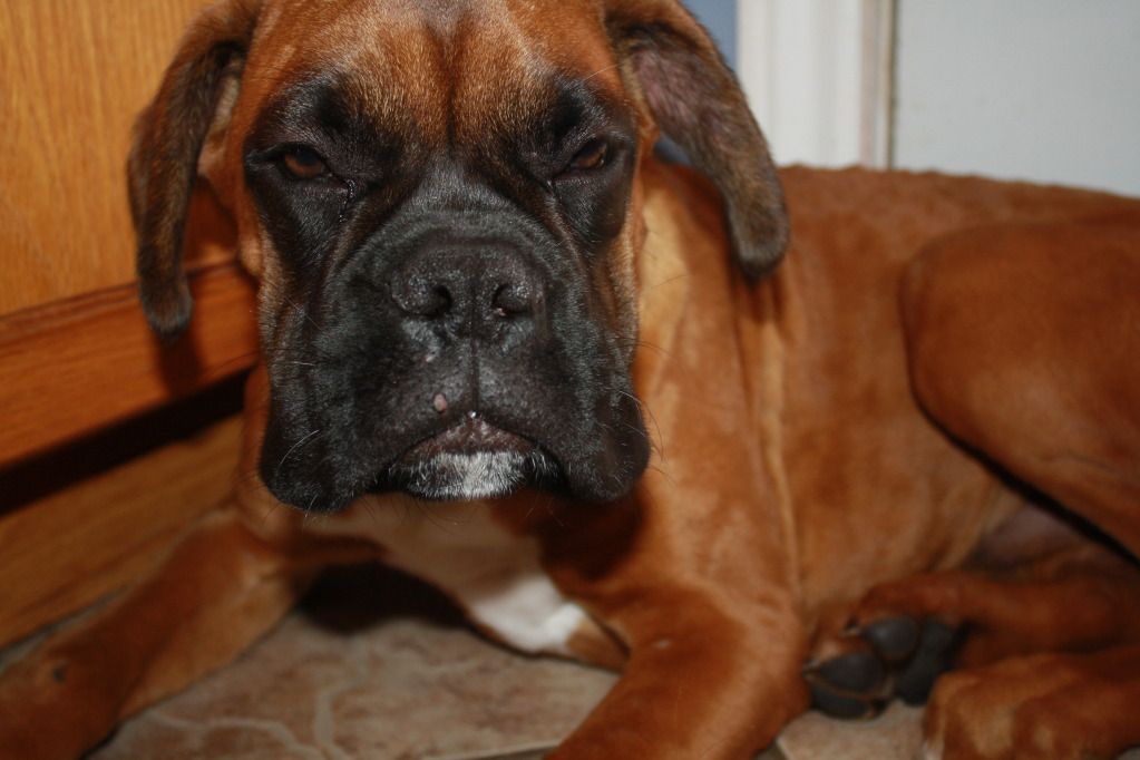 Hives and more Hives Boxer Forum Boxer Breed Dog Forums