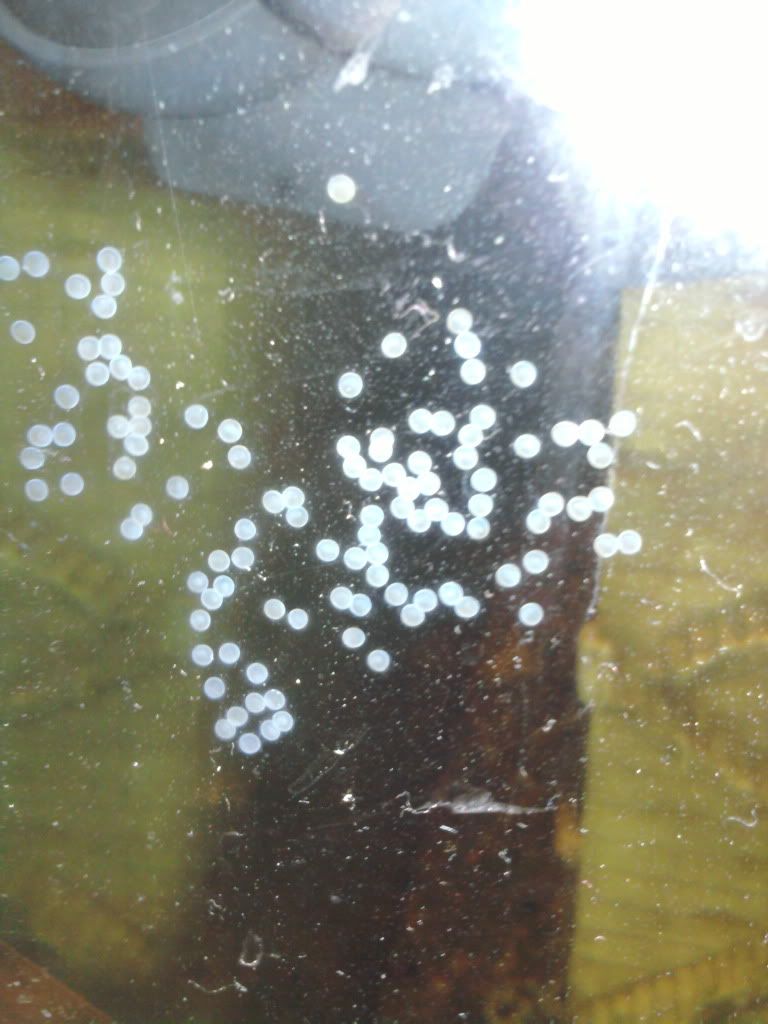 can someone identify these eggs? Aquarium Forum