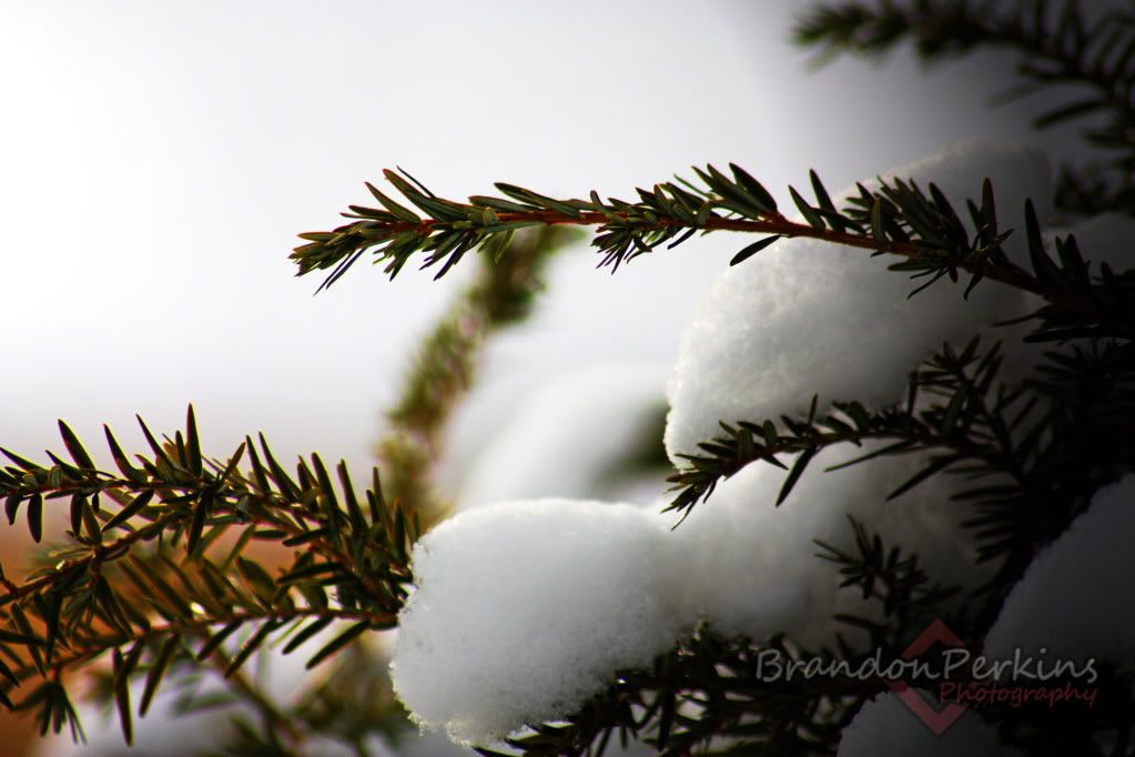 IMAGE: http://i1119.photobucket.com/albums/k622/Brandon_Perkins/IMG_9206.jpg