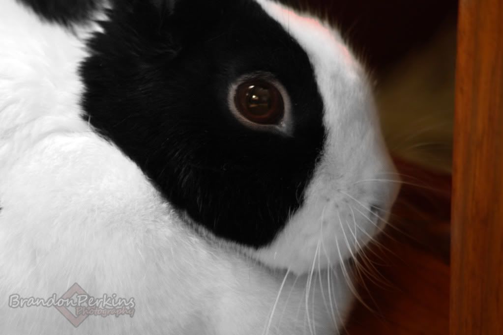 IMAGE: http://i1119.photobucket.com/albums/k622/Brandon_Perkins/IMG_9295.jpg