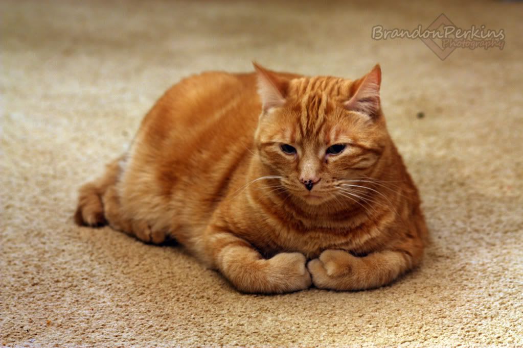 IMAGE: http://i1119.photobucket.com/albums/k622/Brandon_Perkins/IMG_9313.jpg