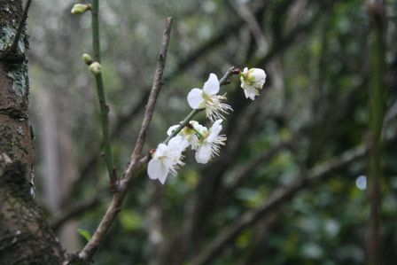 Hoa có nhị trắng vàng tỏa hương thơm ngát cõi lòng.