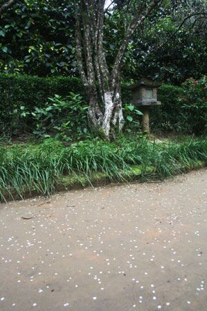 Một gốc bạch mai cổ thụ.