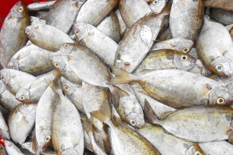 Cá kình đầu mùa còn bé, làm món bánh khoái cá kình là ngon nhất