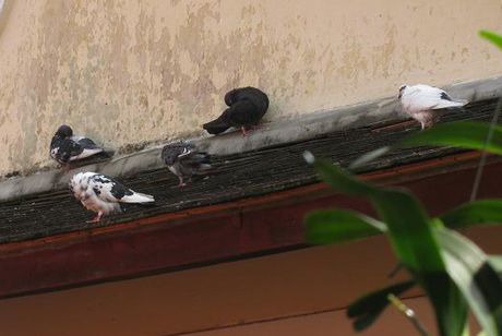 Chim bồ câu là m tổ trong quán Ban Mai