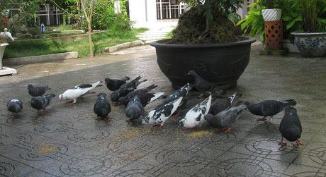 Quán nuôi rất nhiá»u chim bồ câu