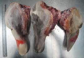 ini adalah gambar lidah sapi berkualitas