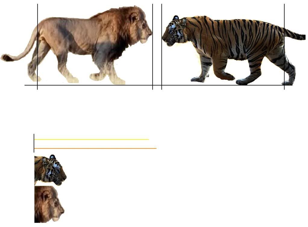 tiger size