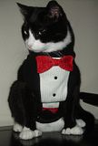 Cat Tuxedo Outfit