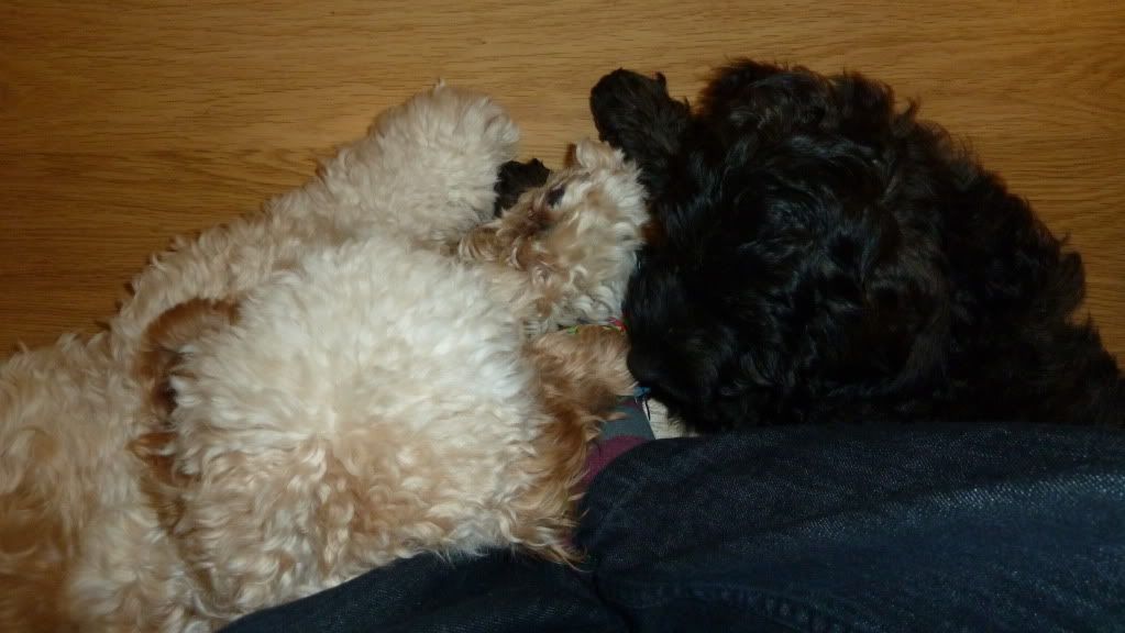 cockapoo slippers
