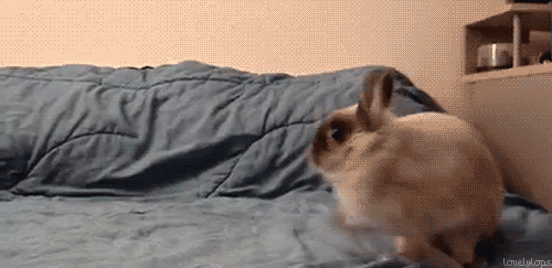  photo Bunny-running-around-on-bed_zps8a068262.gif