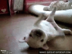  photo puppy-can-t-roll-over-o_zps998ed856.gif