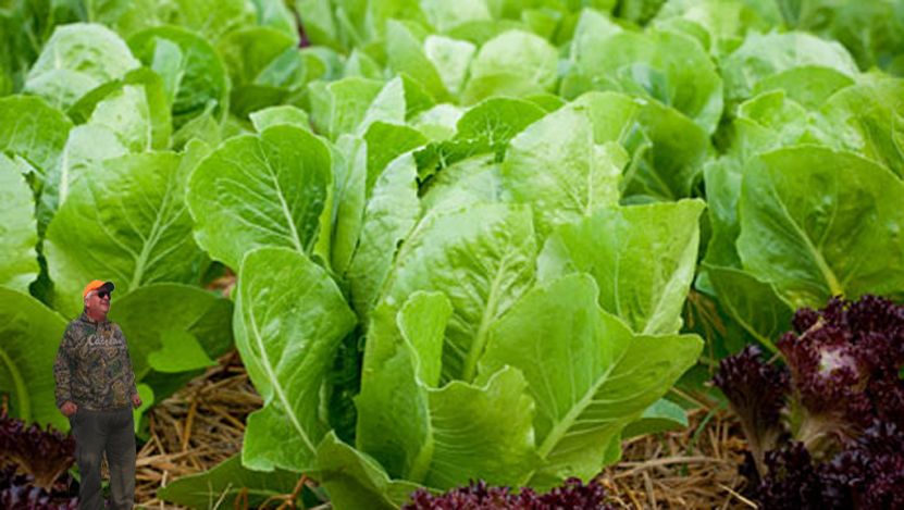 lettuce%20copy.jpg