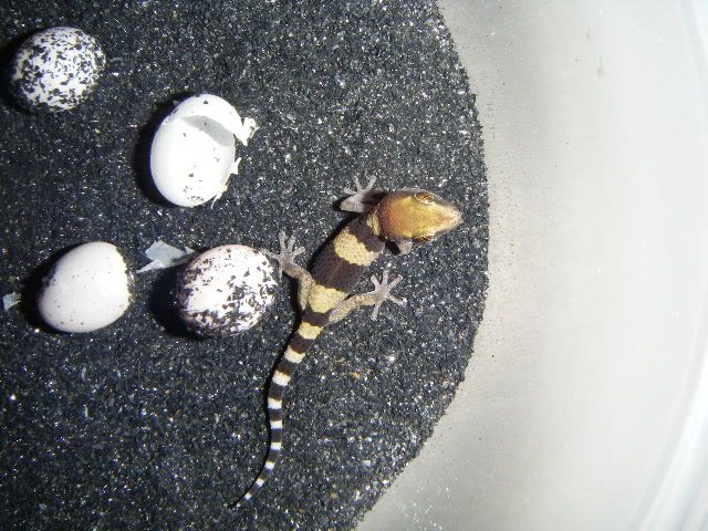 2008_0214fasciatushatchling10002.jpg