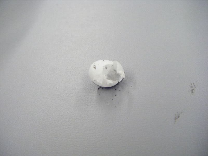 2008_0214fasciatushatchling10007.jpg