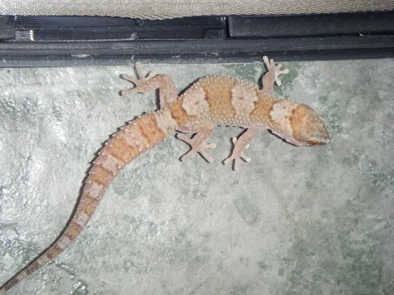 2008_0226randomreptiles120001.jpg