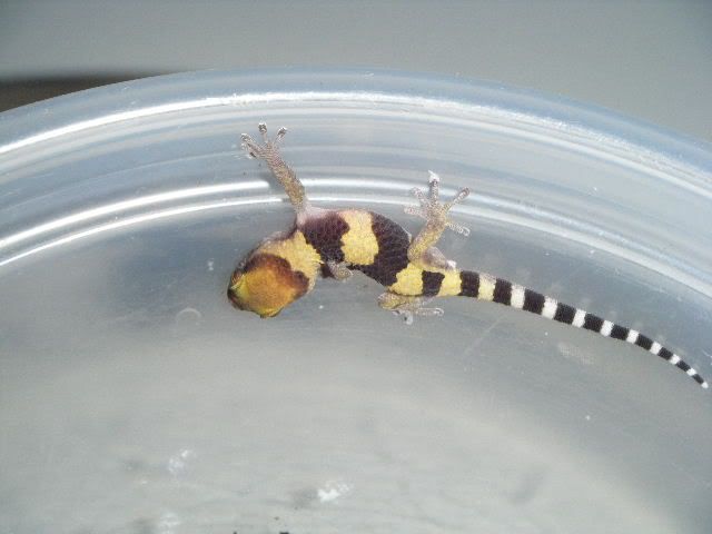 2008_0302randomreptiles130016.jpg