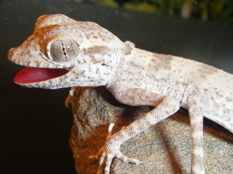 2008_1005herps10053.jpg