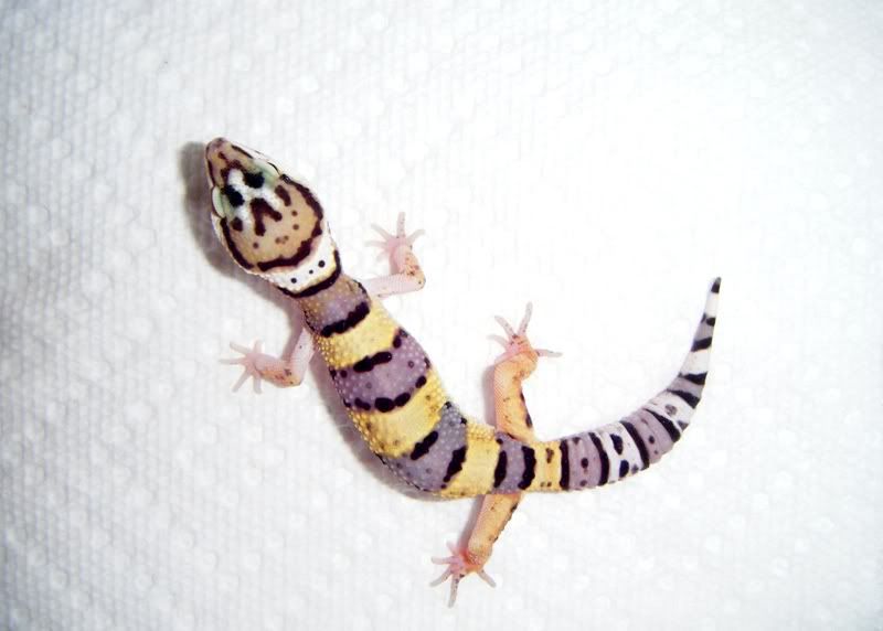 Heat Lamp for Leopard Gecko