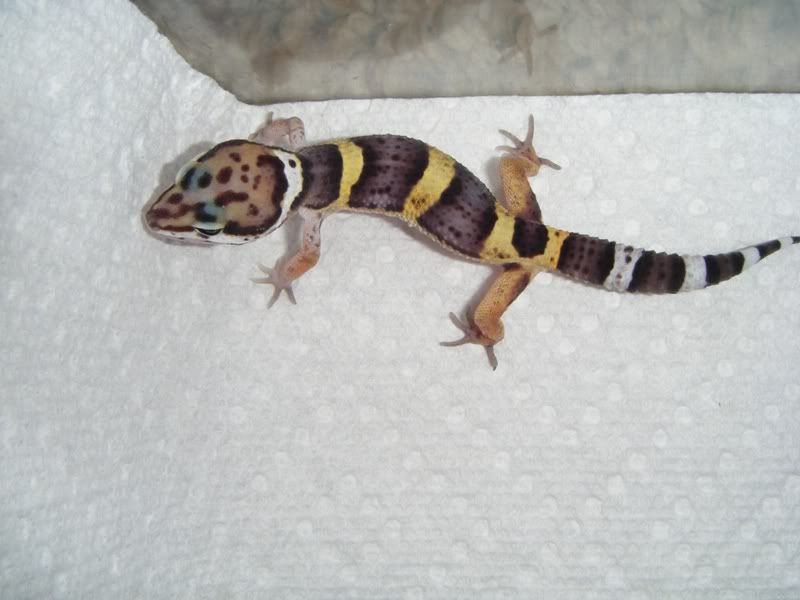 Heat Lamp for Leopard Gecko