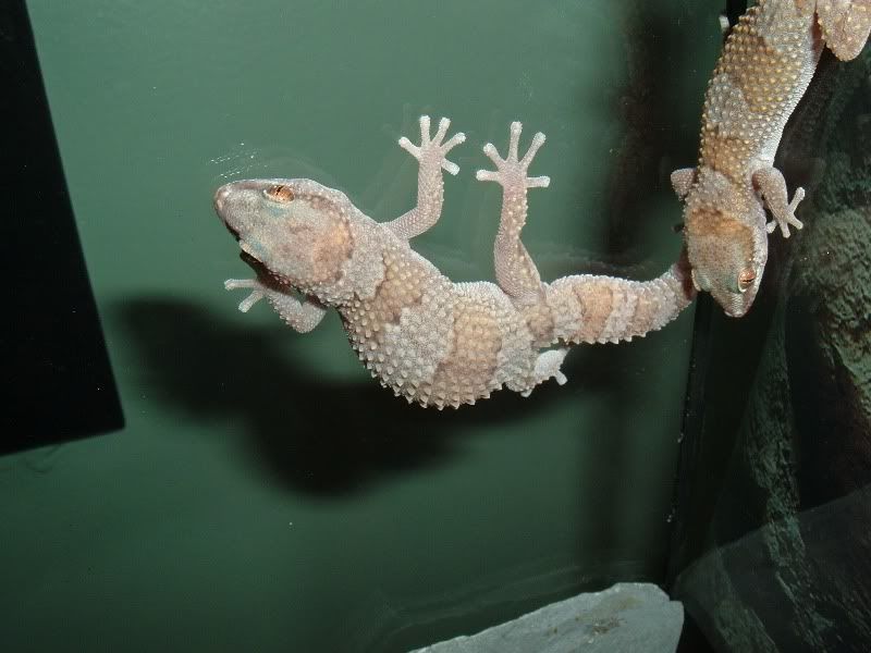 RandomReptiles5033.jpg