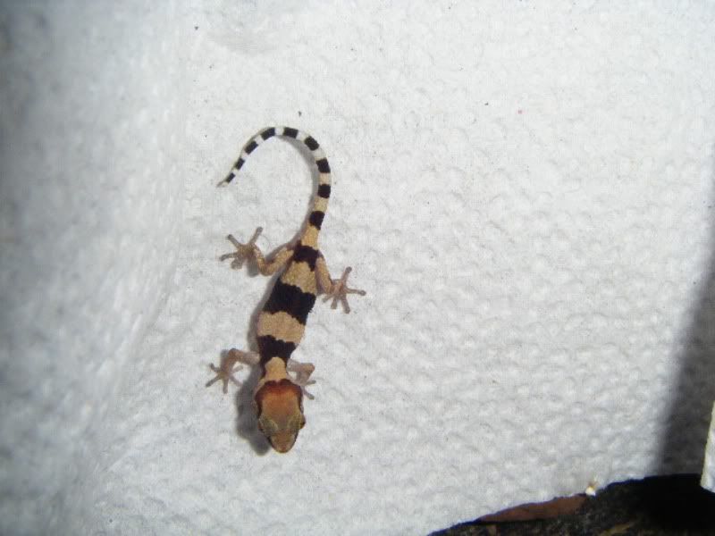 fasciatus003.jpg